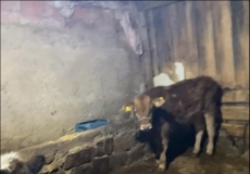 MALATYA�DA HAYVAN HIRSIZLI�I!