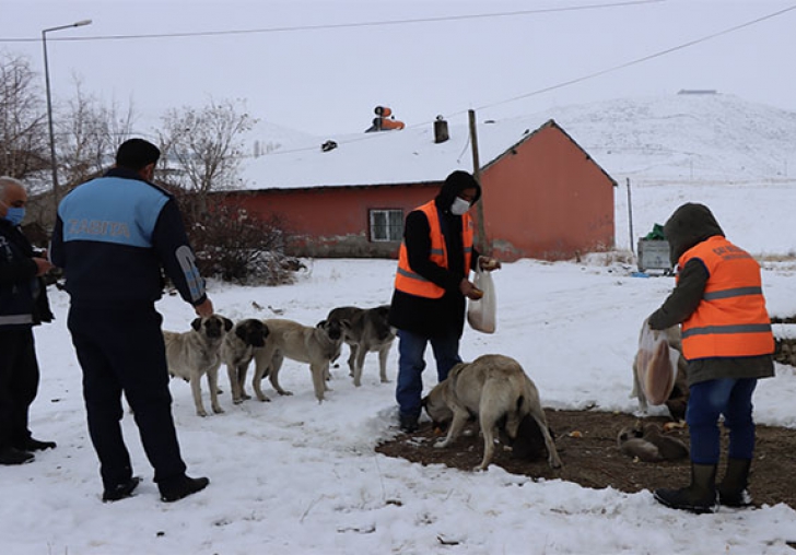 Erzurumun at lesinde Yaban Hayata Destek Seferberlii Balatld