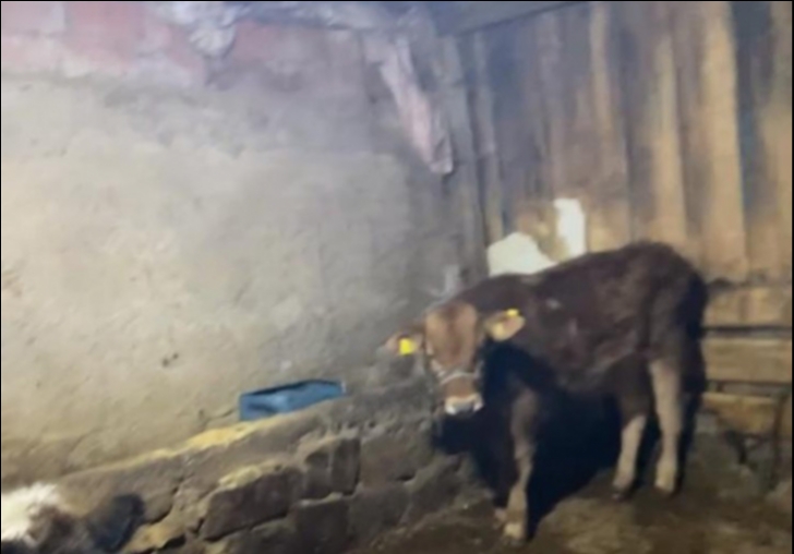 MALATYA�DA HAYVAN HIRSIZLI�I!